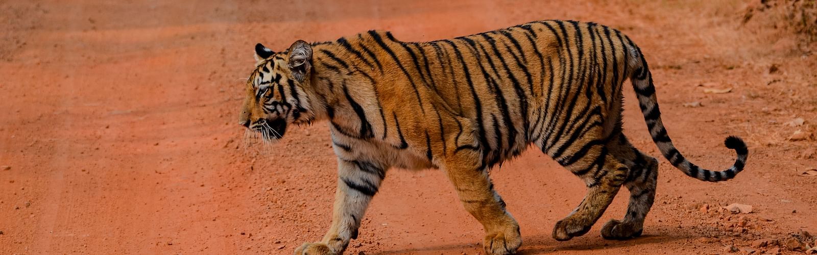 A Bengal tiger walking on a muddy red pathway at Trees N Tigers, Tadoba.